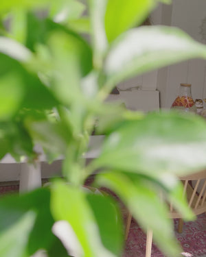 Nivo tuin kruk vezelversterkte polymeer naturel